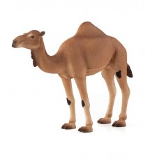 Arabian Camel Animal Planet 387113