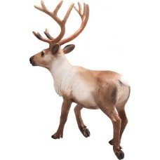 Reindeer Animal Planet 387186